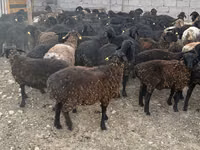 Ram, Edilbay sheep — photo 3