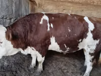 公牛, Simmental cattle — 照片 6