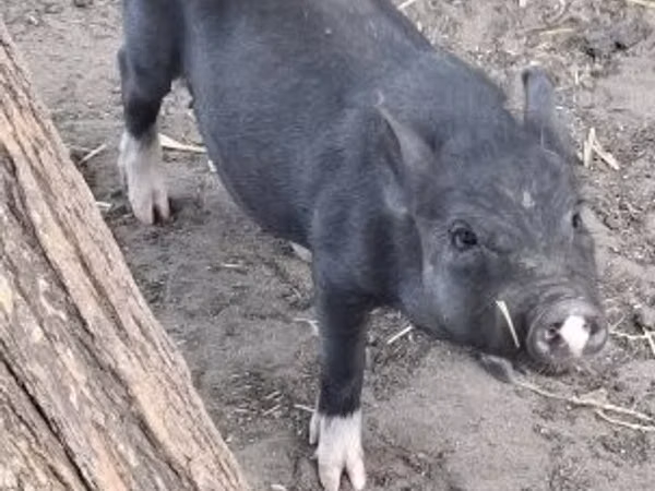 Boar,  — Hungary