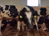 காளை, Simmental cattle — புகைப்படம் 5