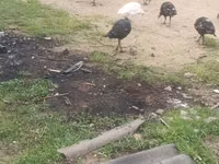 Guinea fowl — sawirka 1