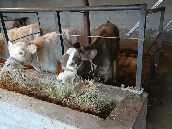 Bull, Cattle — Kazakhstan