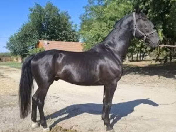 Horse (M), Nonius horse