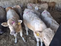 گاو نر, Charolais cattle — عکس 7
