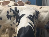 मवेशी (लॉट, लिंग निर्दिष्ट नहीं), Simmental cattle — फ़ोटो 7