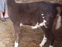 Ko, Simmental cattle — foto 4
