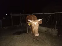 Үнээ, Latvian Blue cattle — 5 зураг