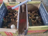 Chickens — photo 2