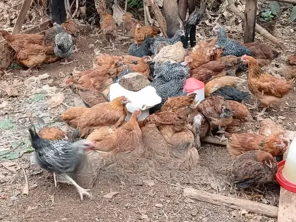 găini Shamo — Kenya