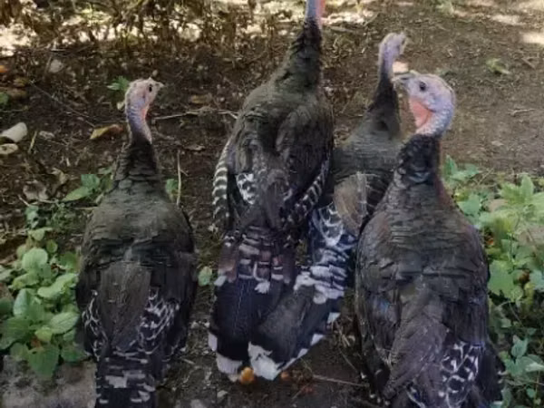 Turkeys — Armeeniya