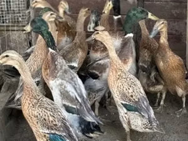 Ducks