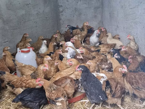 Chickens — Azerbejdżan