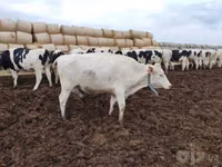 Vaca, Swiss cattle — foto 8