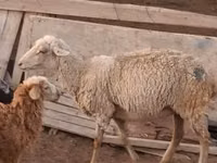 Ram, Sheep — photo 4