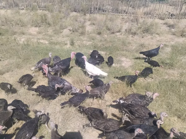 Turkeys — Kirgistaan