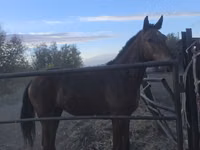 குதிரை, Thoroughbred horse — புகைப்படம் 2