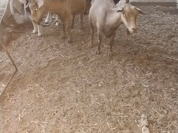Goat, Goats