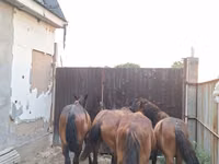 ม้า (เป็นล็อต, ไม่ระบุเพศ), Kazakh horse — รูปภาพ 8