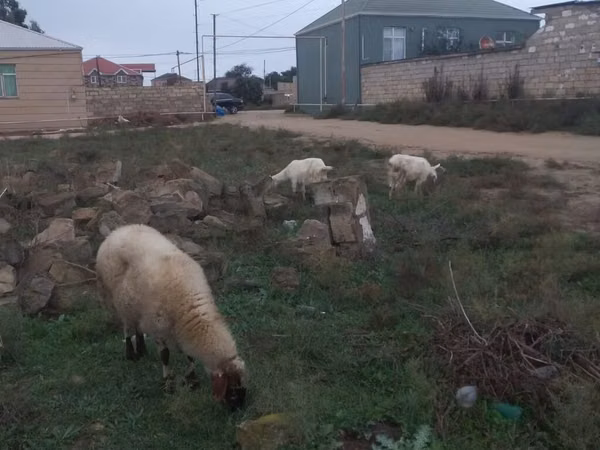 绵羊（批次，未指定性别）, Sheep