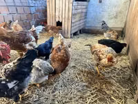 Chickens — foto 2