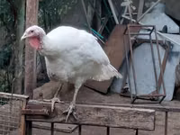 Turkeys — 写真 2