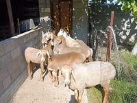 Sheep, Arashan sheep — photo 3