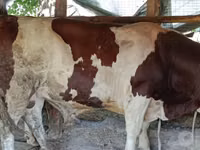 सांड, Simmental cattle — फ़ोटो 2