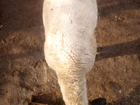 Ram, White Suffolk sheep — photo 2