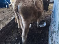 Býk, Russian Black pied cattle — foto 6