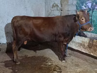 Bull, Cattle — photo 2