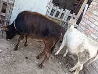 Sapi (batch, jenis kelamin tidak disebutkan), Cattle — foto 5