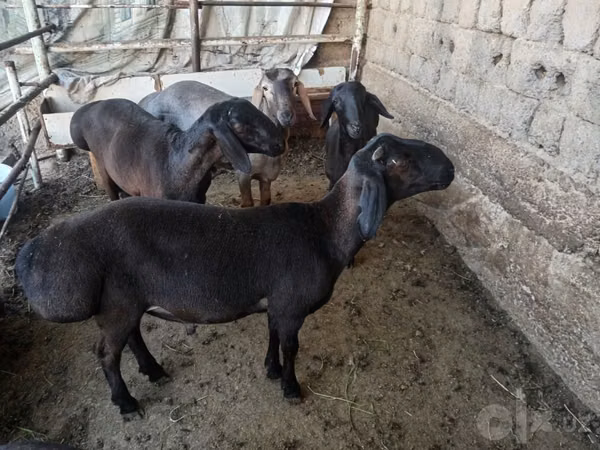 Ram, Sheep — Uzbekistan