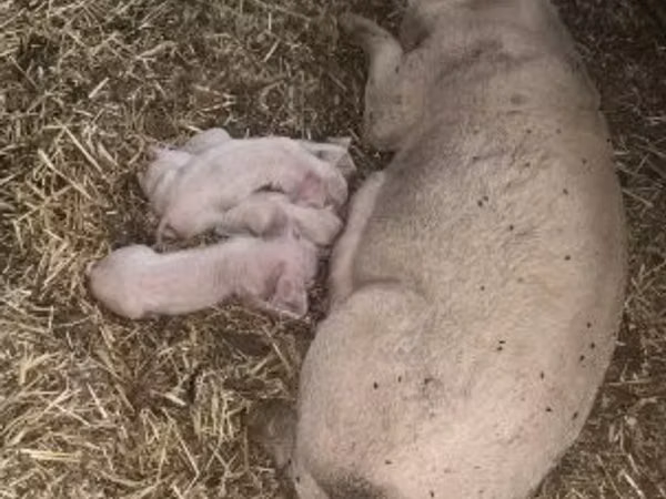 Sow, Pigs — Hungary