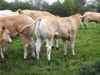 Touro, Blonde d’Aquitane cattle — foto 2