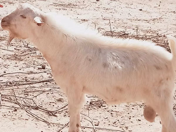Goat, Goats — Uzbekistan
