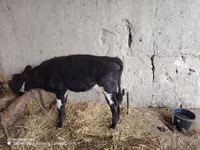 گاو ماده, گاو — عکس 3