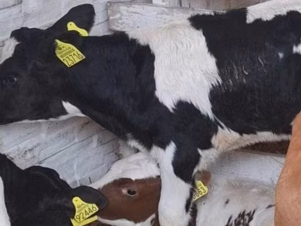 Boğa, Russian Black pied cattle