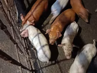 Sow, Pigs — photo 4