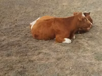 ላም, Cattle — ፎቶ 6
