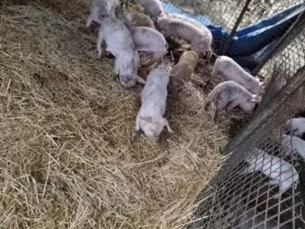 Babi (batch, jenis kelamin tidak disebutkan), Pigs — Hungaria