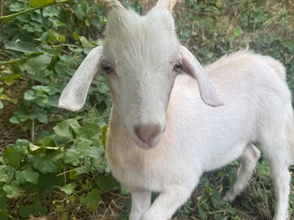 Billy Goat, Goats — Moldova