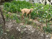 Goat, Goats — photo 3