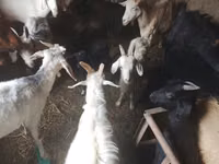 بز ماده, بز — عکس 4