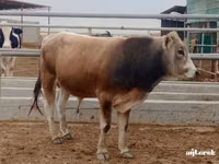 Banteng, Cattle — foto 2