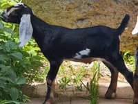 Capra, Nubian Goat — foto 3
