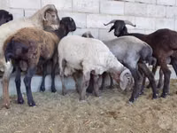 Kambing jantan, Sheep — foto 1