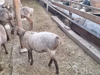 Sheep, Arashan sheep — photo 3