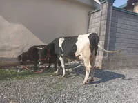 Tehén, Holstein fajta — 4. fotó
