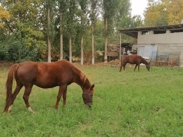 Horse (M), Horses — Uzbekistan