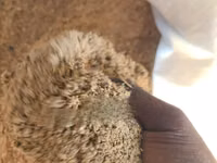 Camel Fattening Meal (Chakula Cha Kunenepesha Ngamia) — 2 зураг